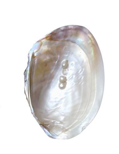copy of Concha em Prata