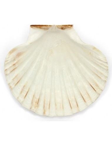 copy of Concha em Prata